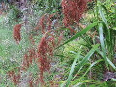 Machaerina sinclairii