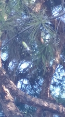 Trichonephila clavata