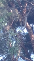 Trichonephila clavata