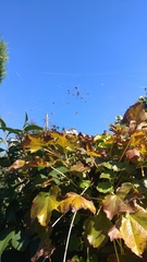 Trichonephila clavata