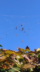 Trichonephila clavata