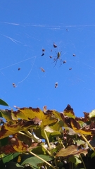 Trichonephila clavata