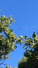 Trichonephila clavata