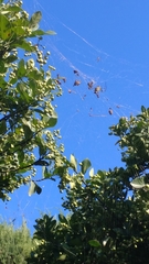 Trichonephila clavata