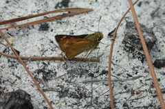 Hesperia meskei