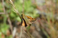 Hesperia meskei