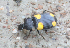 Craspedophorus