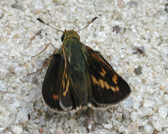 Hesperia meskei