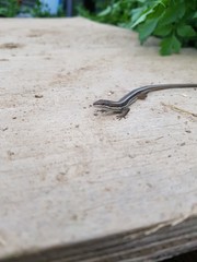 Takydromus wolteri