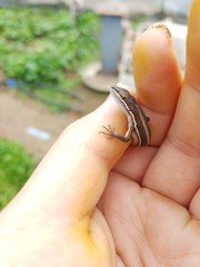 Takydromus wolteri