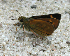 Hesperia meskei