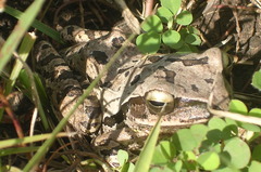 Polypedates leucomystax