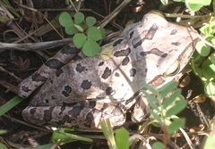 Polypedates leucomystax