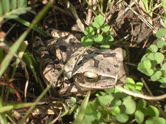 Polypedates leucomystax