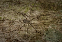 Tamopsis tweedensis