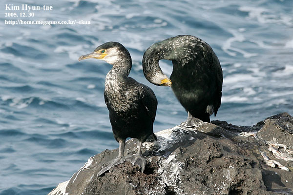 Two Japanese cormorants on a rock above the sea on Jeju, one preening