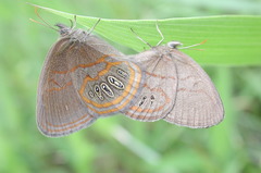 Neonympha areolatus