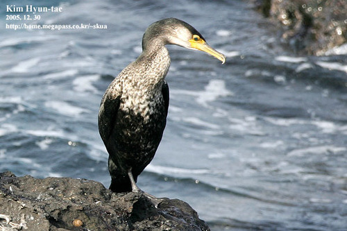 Japanese Cormorant