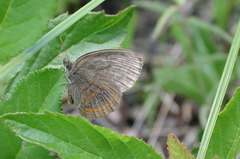 Neonympha areolatus