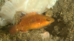 Twospot Wrasse photo 5