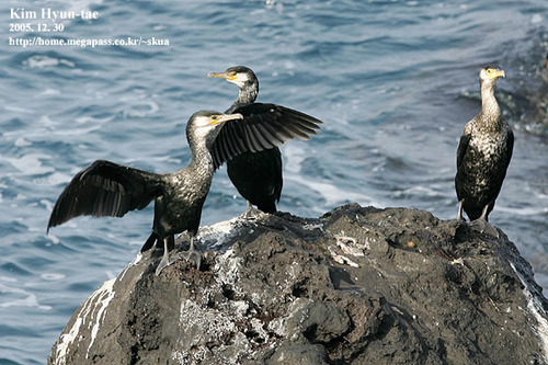 Japanese Cormorant