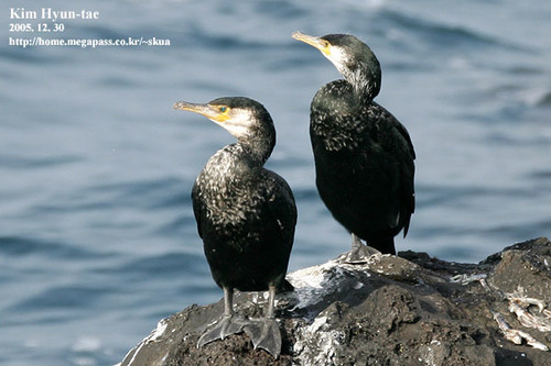 Japanese Cormorant
