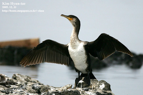 Japanese Cormorant