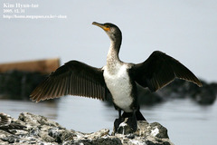 Japanese Cormorant photo 2