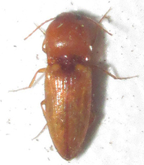 Cardiophorinae