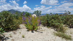 Penstemon spectabilis spectabilis