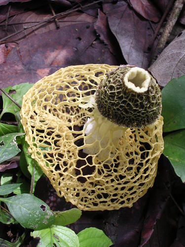 Phallus luteus