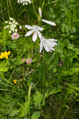 Paradisea liliastrum