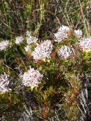 Serruria rostellaris