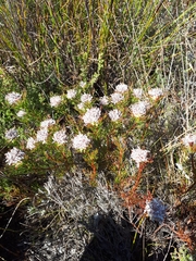 Serruria rostellaris