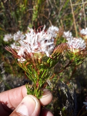 Serruria rostellaris