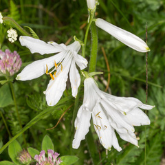 Paradisea liliastrum