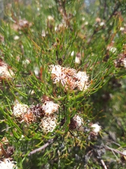 Serruria inconspicua