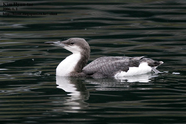 Black-throated Diver (Gavia arctica)