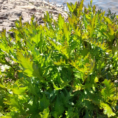 Rorippa amphibia iNat (3)