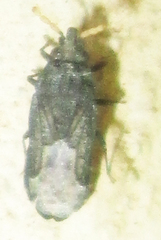Aradus flavicornis