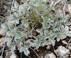 Dalea jamesii