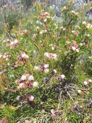 Serruria inconspicua