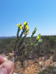 Aspalathus ericifolia