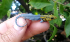 Lygodactylus picturatus