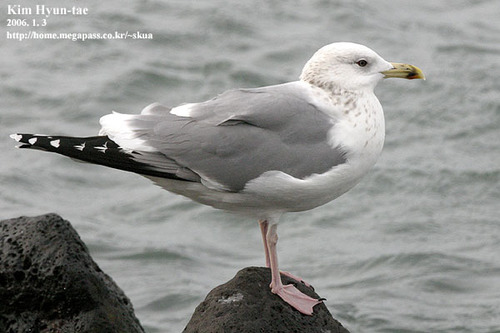 Vega Gull｜织女银鸥 / 西伯利亚银鸥 参考照片