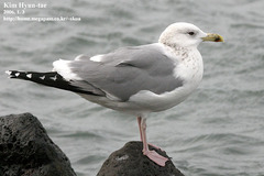 Larus argentatus vegae