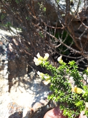 Aspalathus subulata