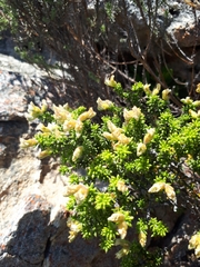 Aspalathus subulata