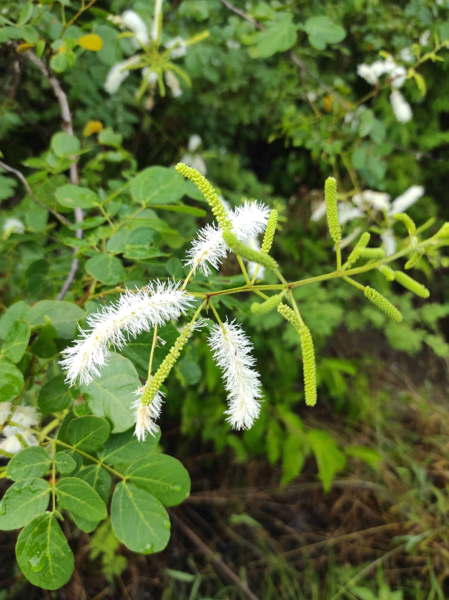 Mimosa caesalpiniifolia
