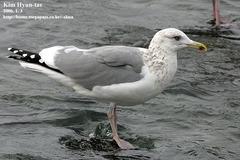 Larus argentatus vegae